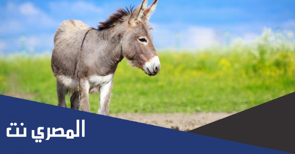 لماذا يموت الحمار اذا دخل الماء اذنه