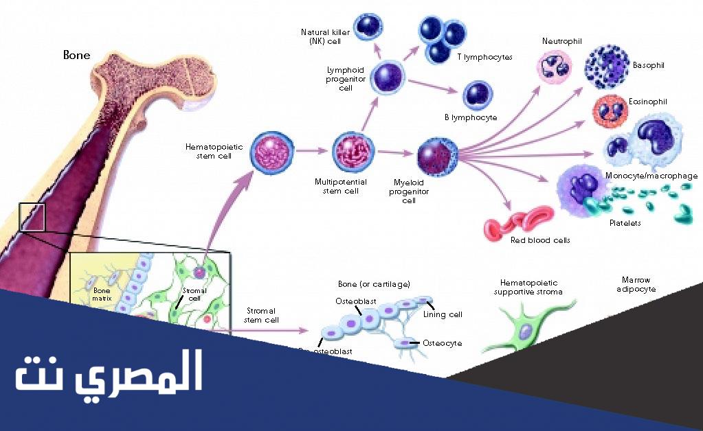 ما تعريف التمايز