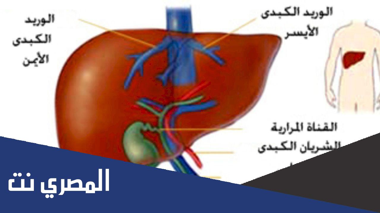ما معنى احتقان الكبد