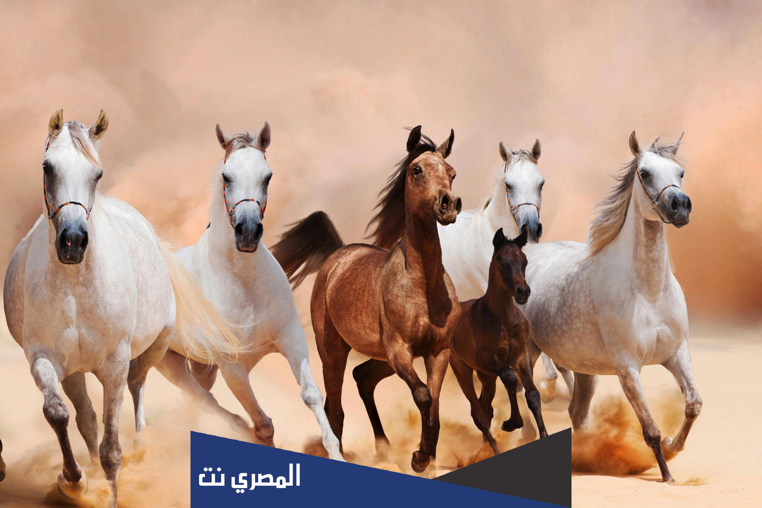 ما معنى يا راكب عالعبية