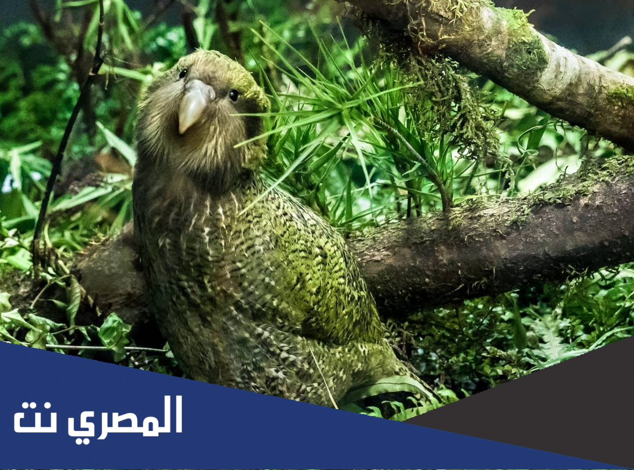 ما هو اغبى طائر في العالم