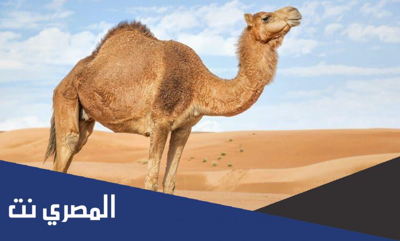 ما هو الحيوان الذي خلق من الشيطان ؟