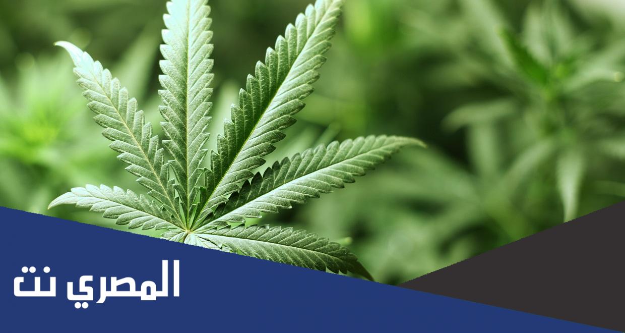 ما هو القنب الهندي