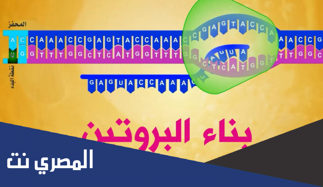 ما هو موقع بناء البروتين 