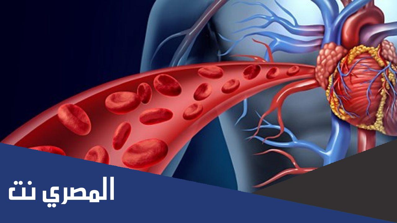ما هي أهمية الدورة الدموية