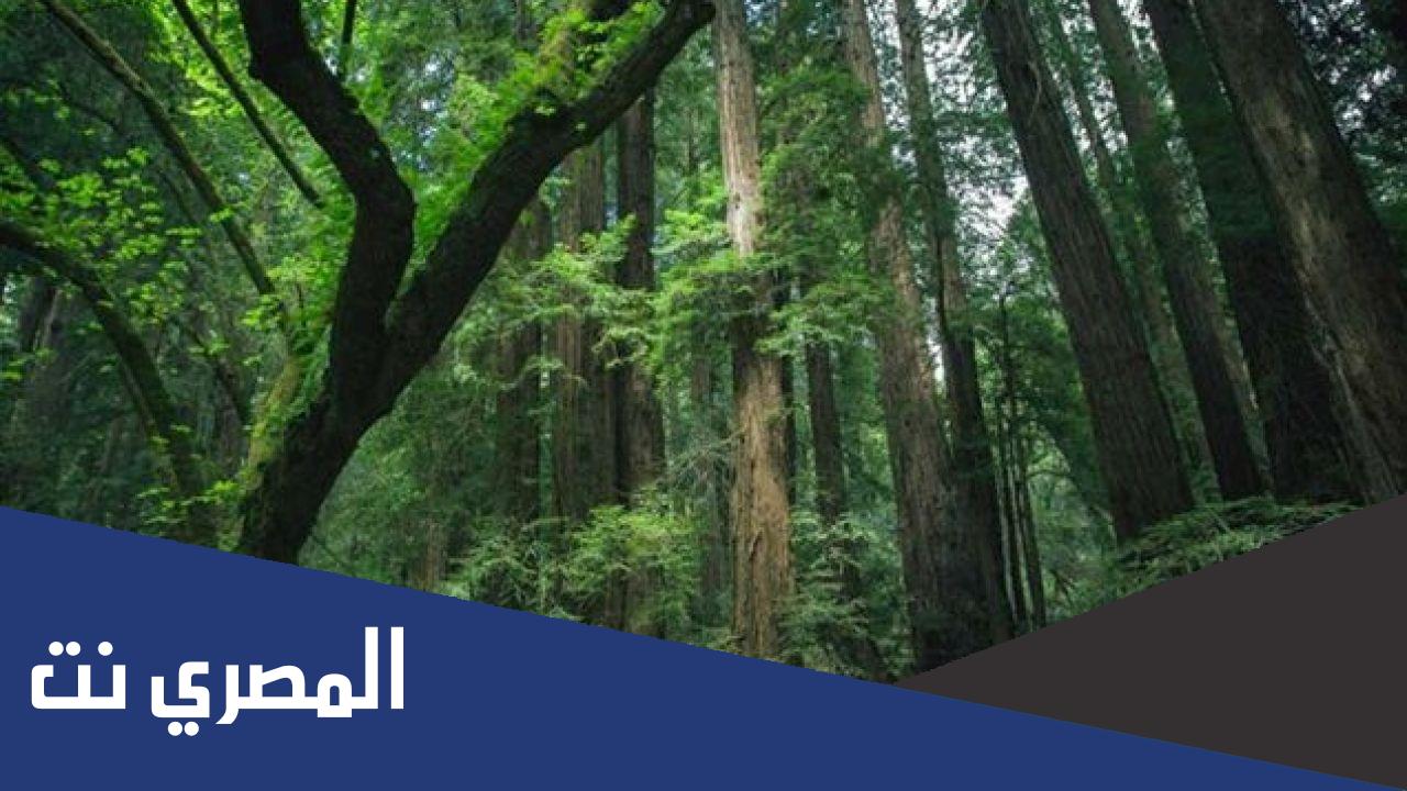 ماذا يطلق على صوت اوراق الشجر