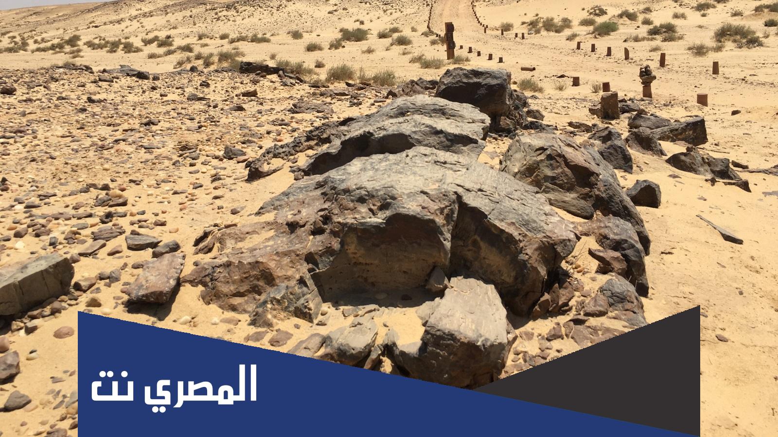 معلومات عامة عن الغابة المتحجرة