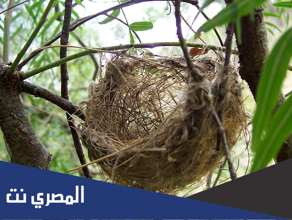 معلومات عن اعشاش الطيور