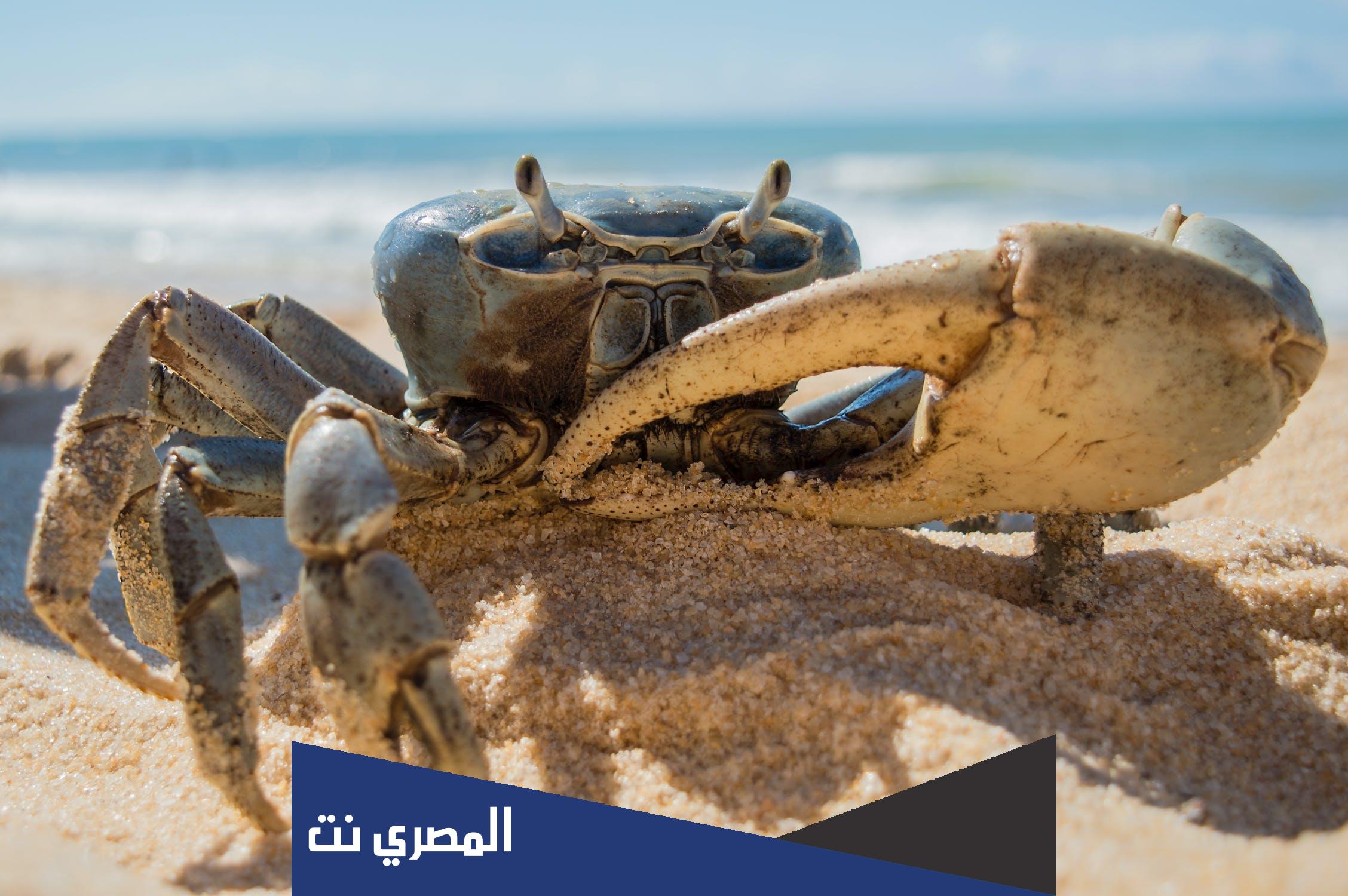 هل سرطان البحر من الزواحف
