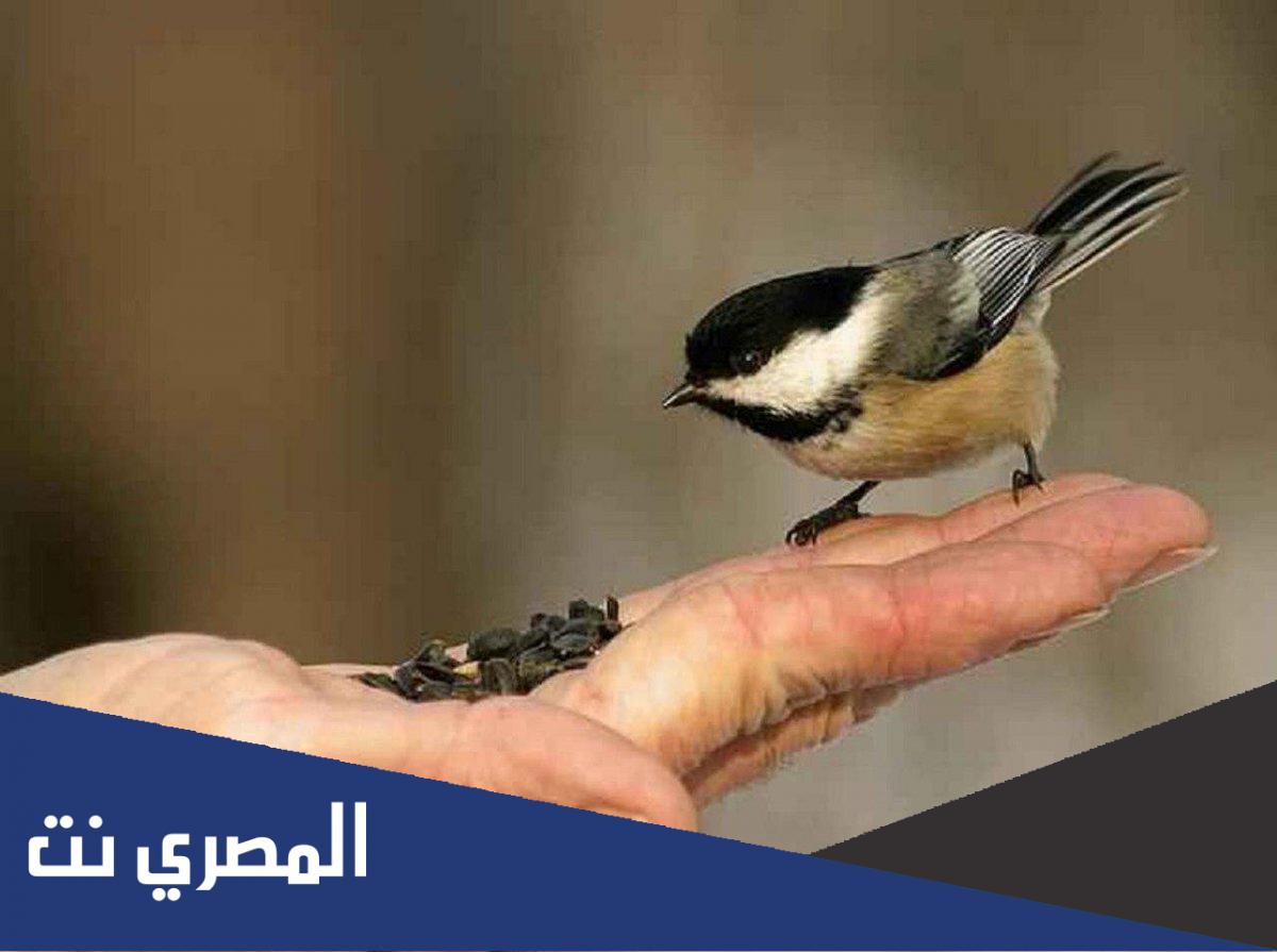 هو لين الجانب بالقول والفعل والأخذ بالأسهل