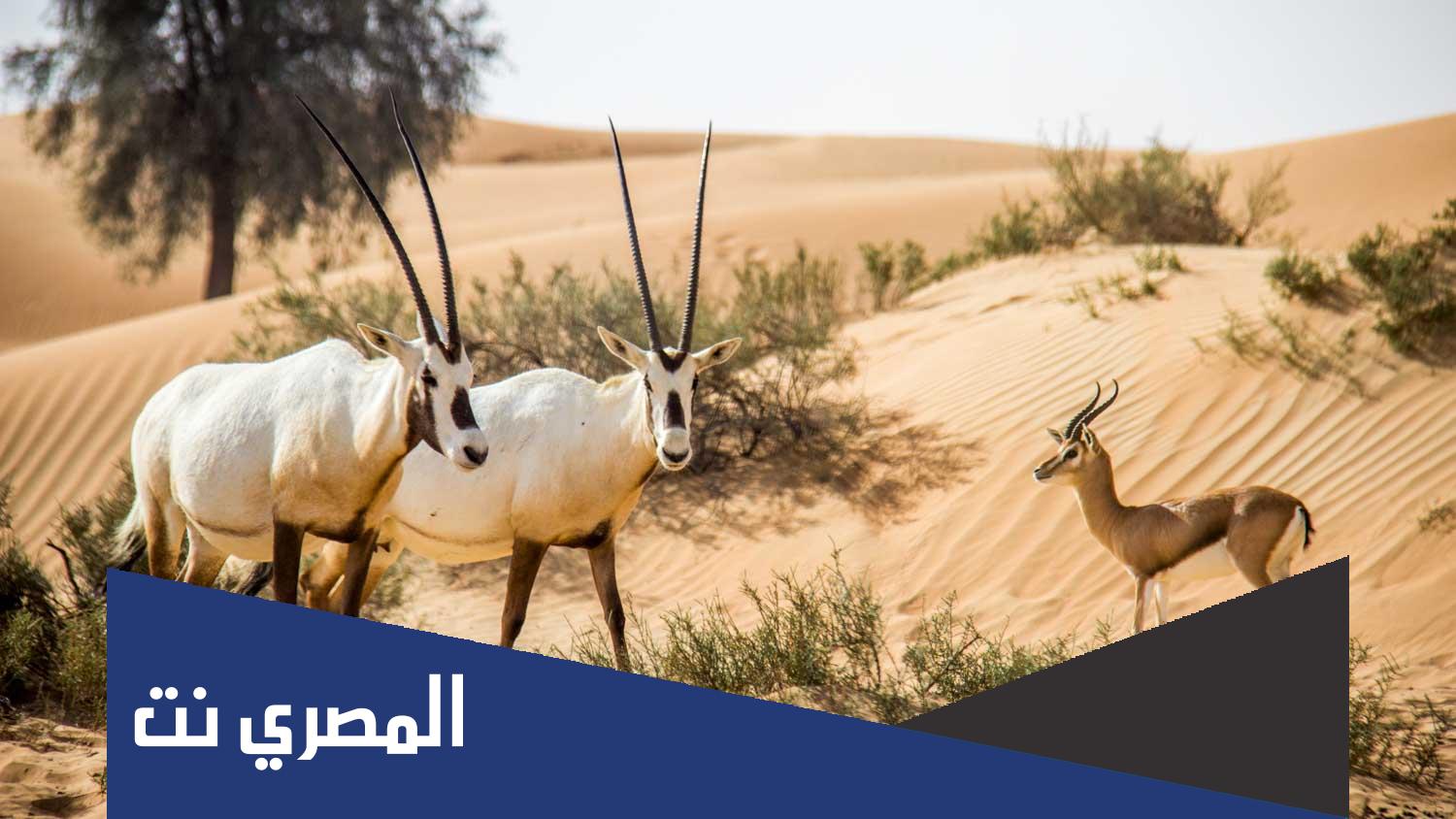 تقرير عن المحميات الطبيعية في سلطنة عمان