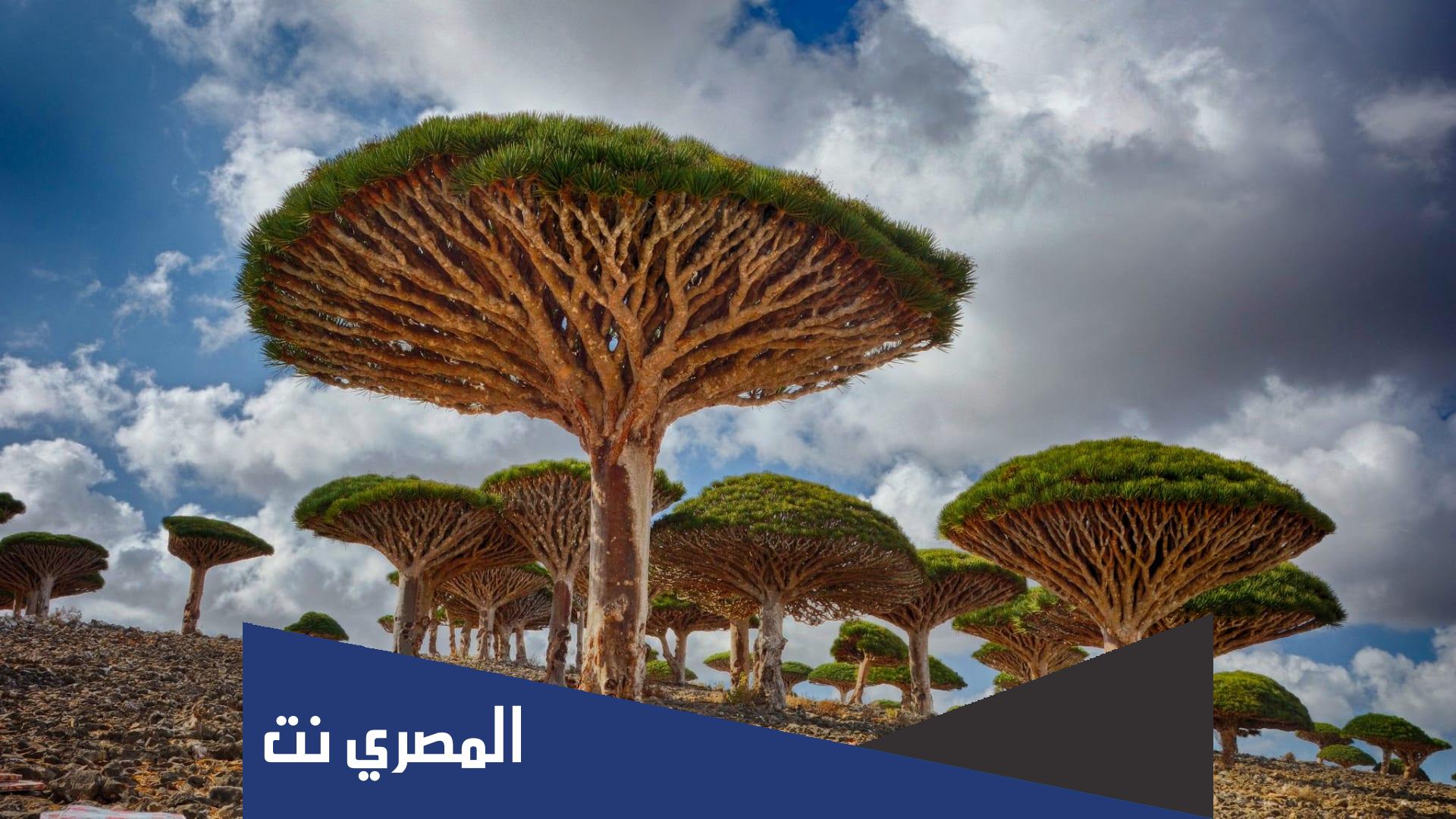 ما هي اول شجرة نبتت على وجه الارض ؟