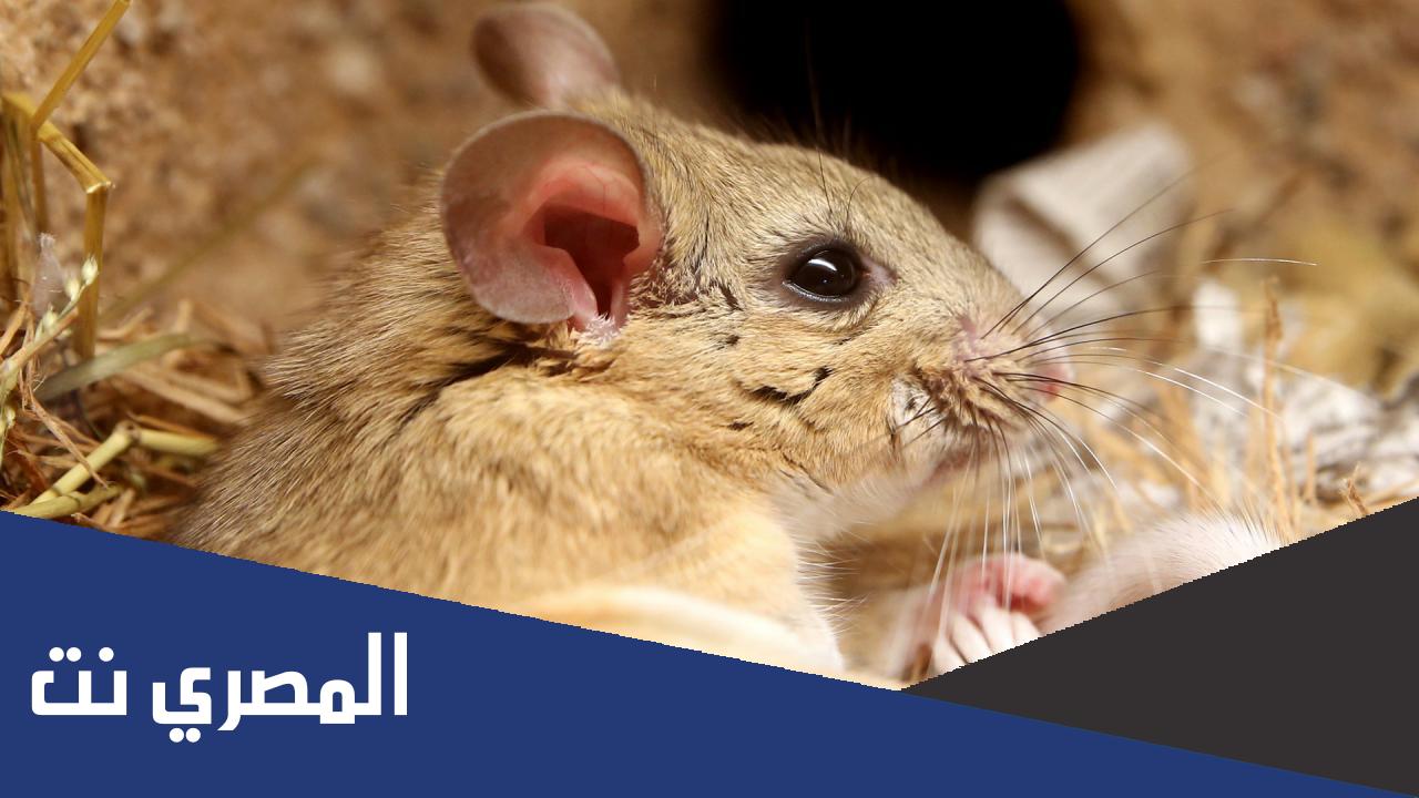 ماهو الحيوان الذي لا يشرب الماء