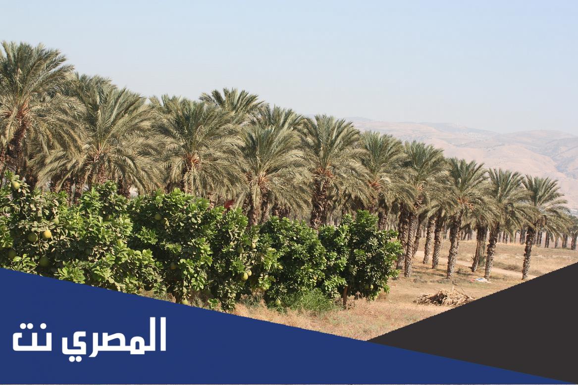نخل بيسان اين يقع