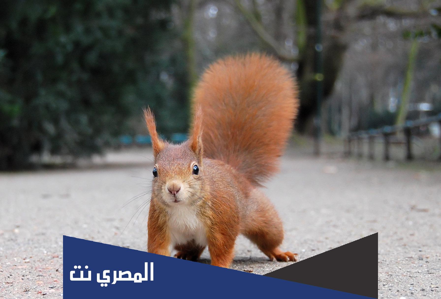 هل السنجاب حيوان أليف أم متوحش