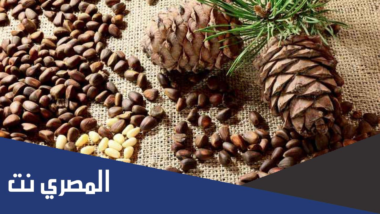 أفضل أنواع الصنوبر