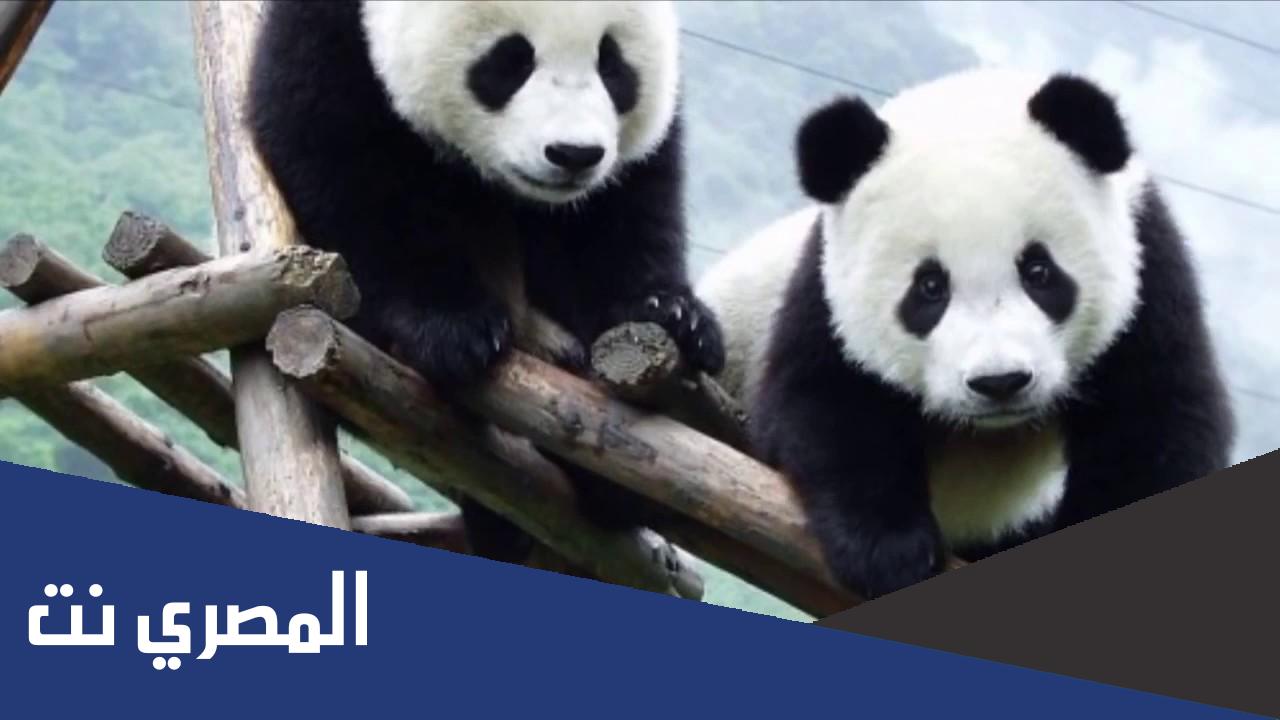 معلومات عن حيوان الباندا بالانجليزي