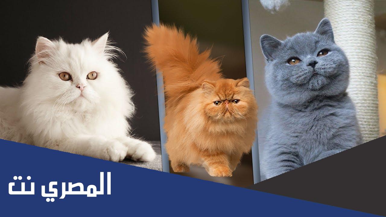 كم عدد اسنان الهر البالغ ؟
