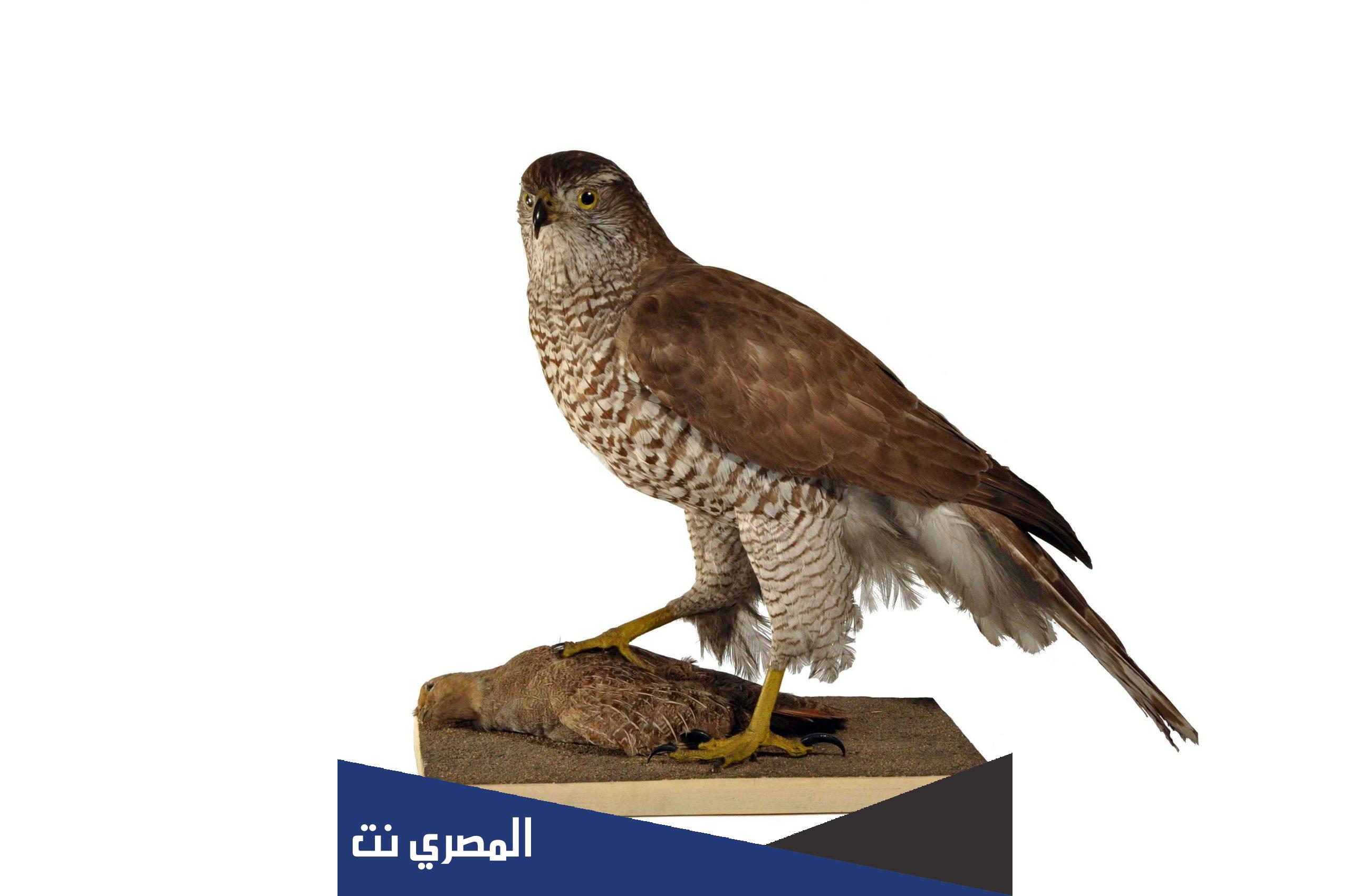 معلومات عن الطير الذي اهداه بوتين للملك سلمان نوعه سلالته