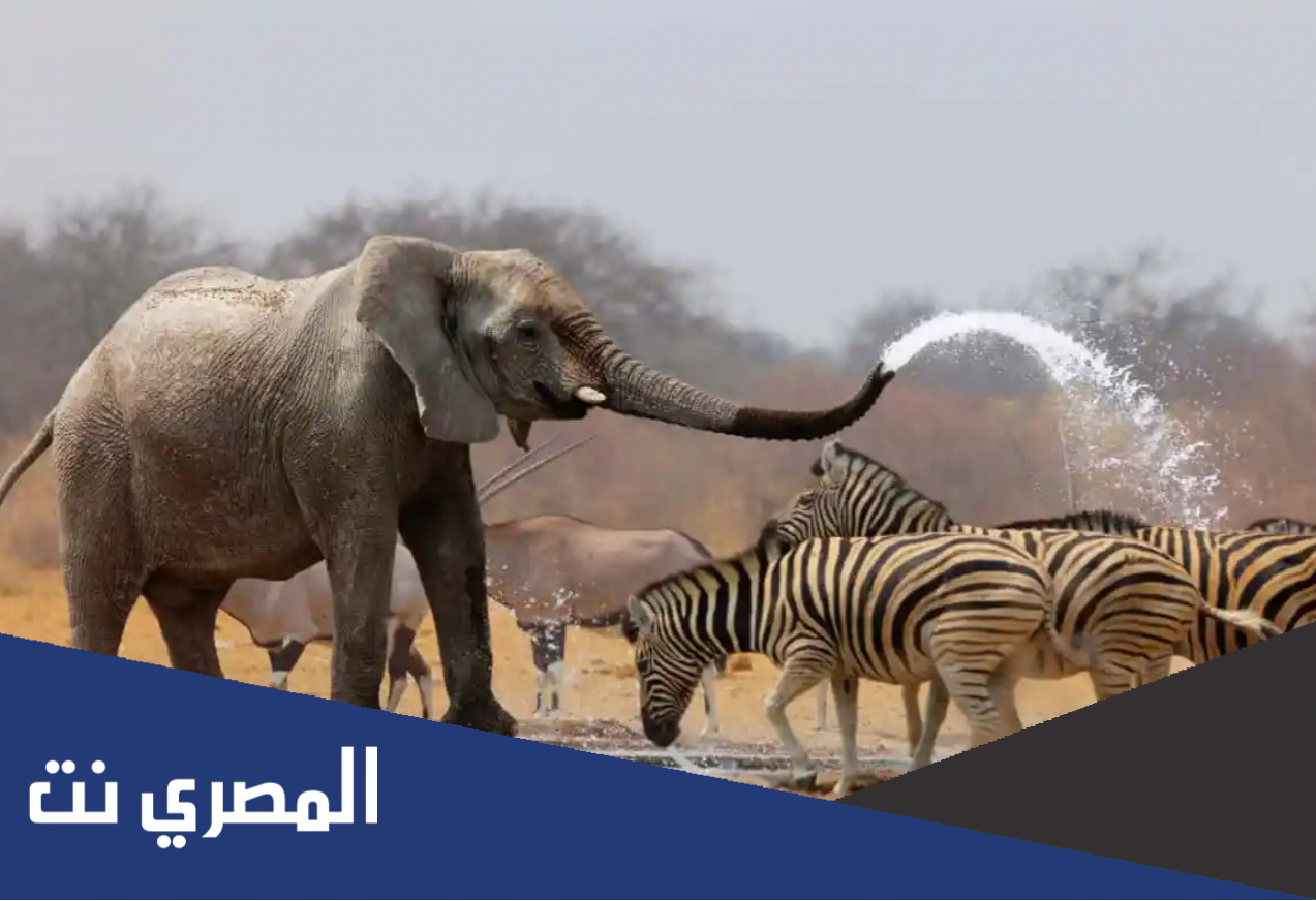 اسئلة عن الحيوانات سهلة وصعبة للمسابقات واجوبتها 2022