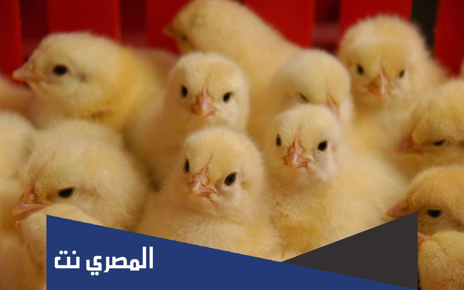 اسعار الكتاكيت البيضاء اليوم شهر ابريل 2022