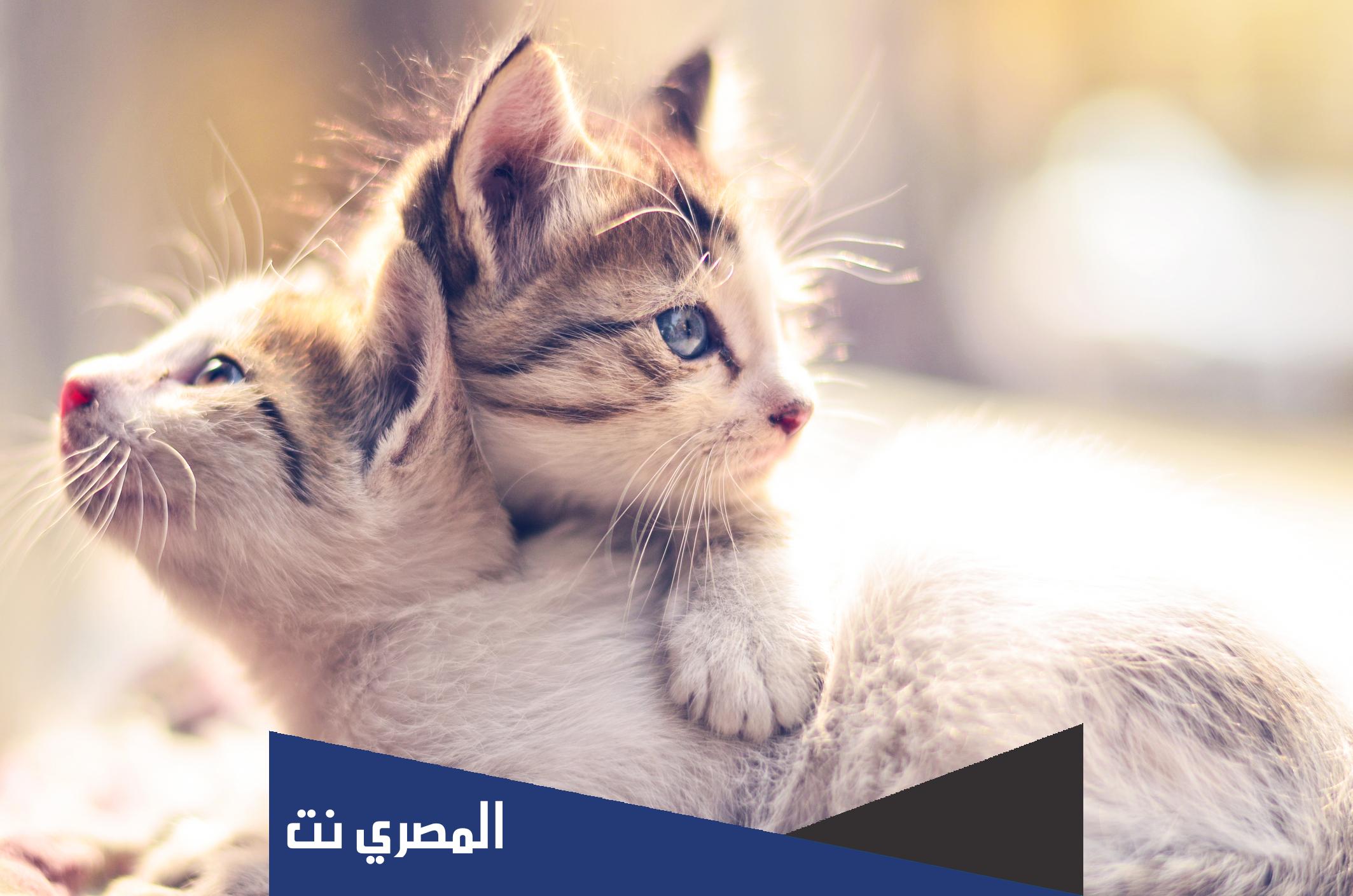 اسماء قطط اناث ومعانيها