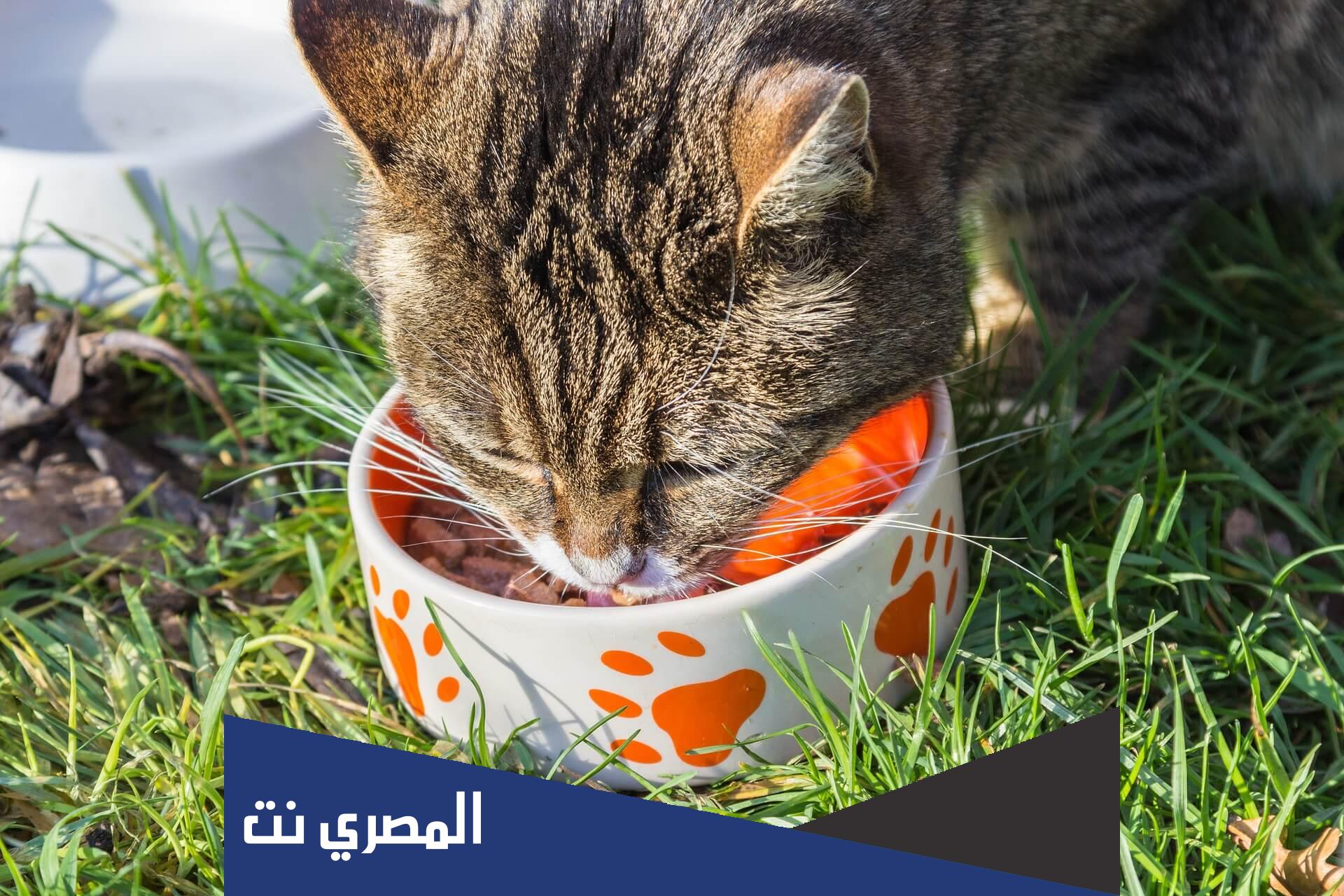 اكل القطط الصغيرة حسب انواعها