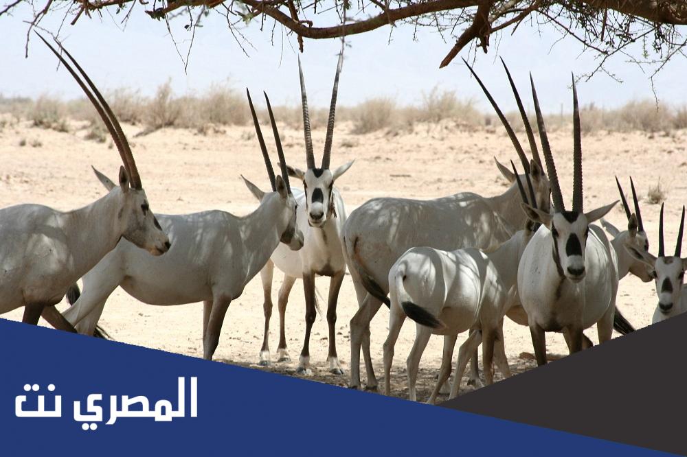 اين تقع محمية المها العربي