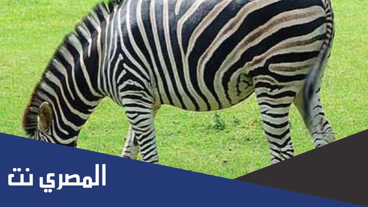 كم يعيش الحمار الوحشي متوسط العمر