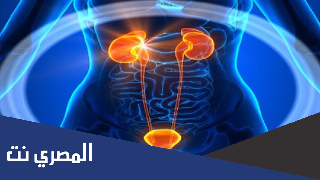 بحث عن الجهاز البولي pdf