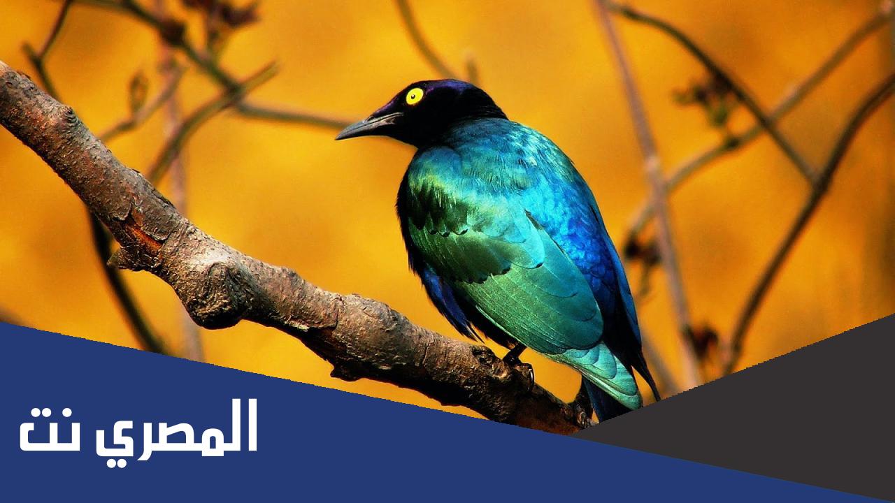 بحث عن الطيور وأنواعها