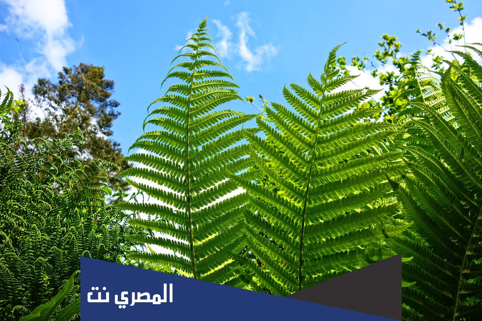 بحث عن النباتات البذرية جاهز doc‎