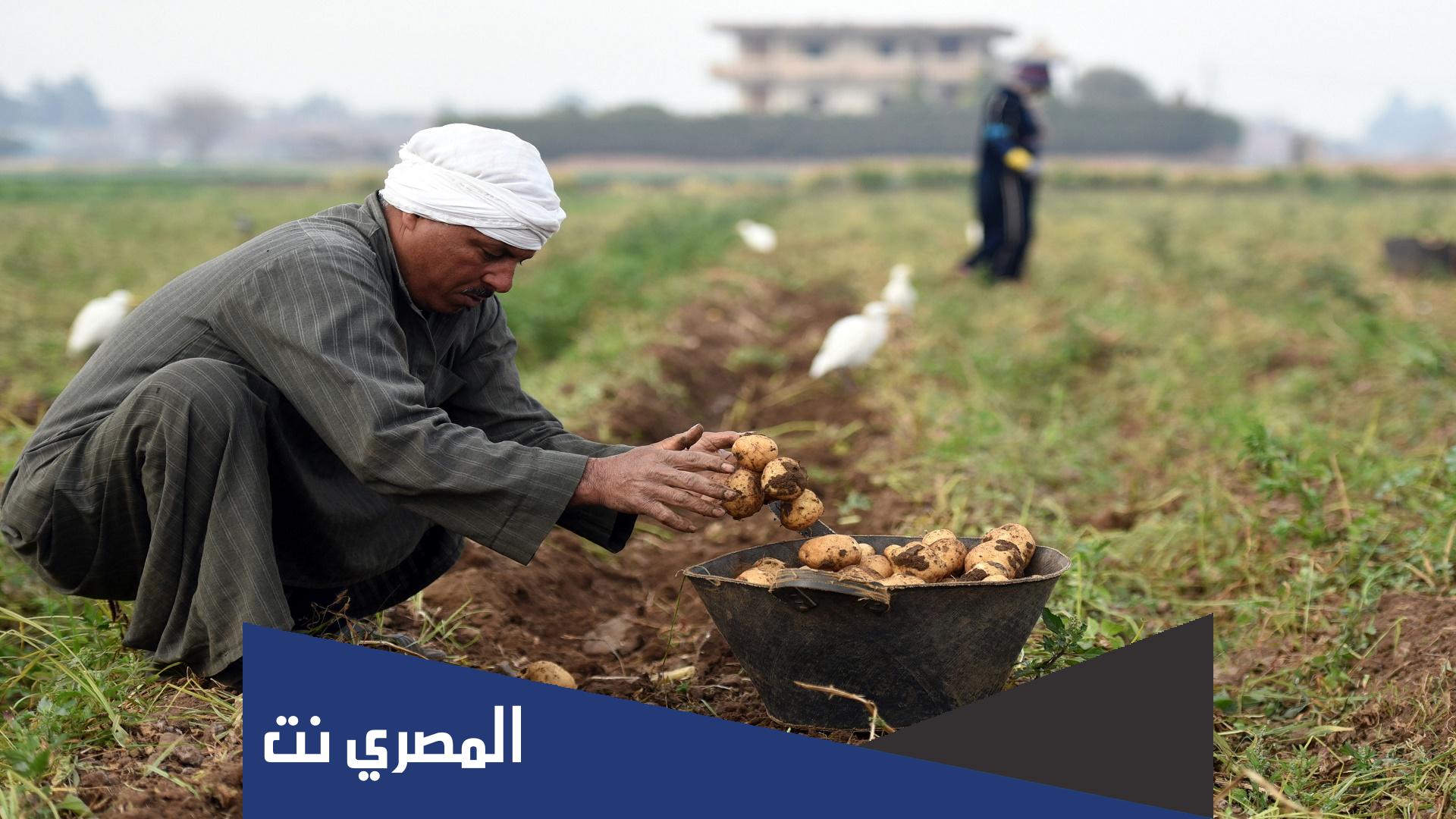 بحث عن مشكلات الريف المصري