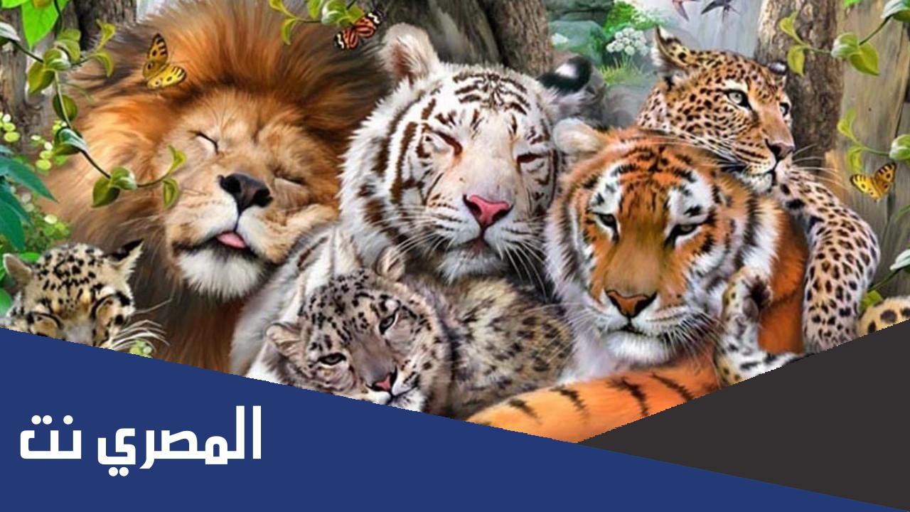 تصنيف الحيوانات حسب ارتكاز اقدامها
