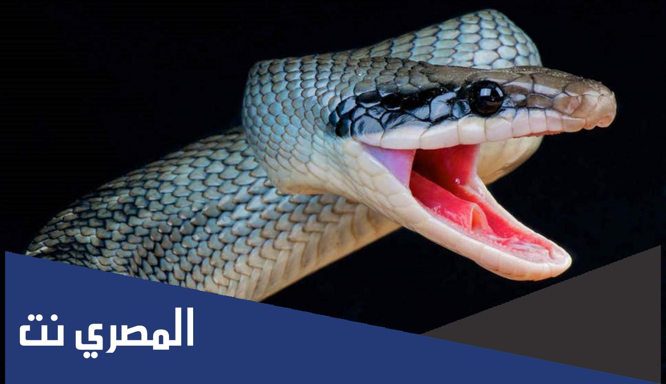 تفسير حلم الثعبان للعزباء لابن سيرين وابن شاهين