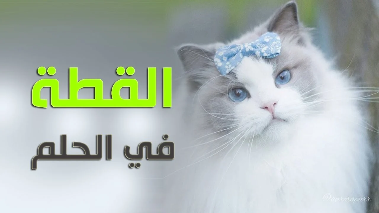 تفسير حلم القطط الصغيرة الملونه لابن سيرين والنابلسي