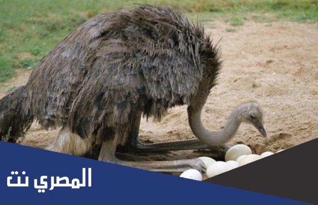 تفسير حلم بيض النعام في المنام