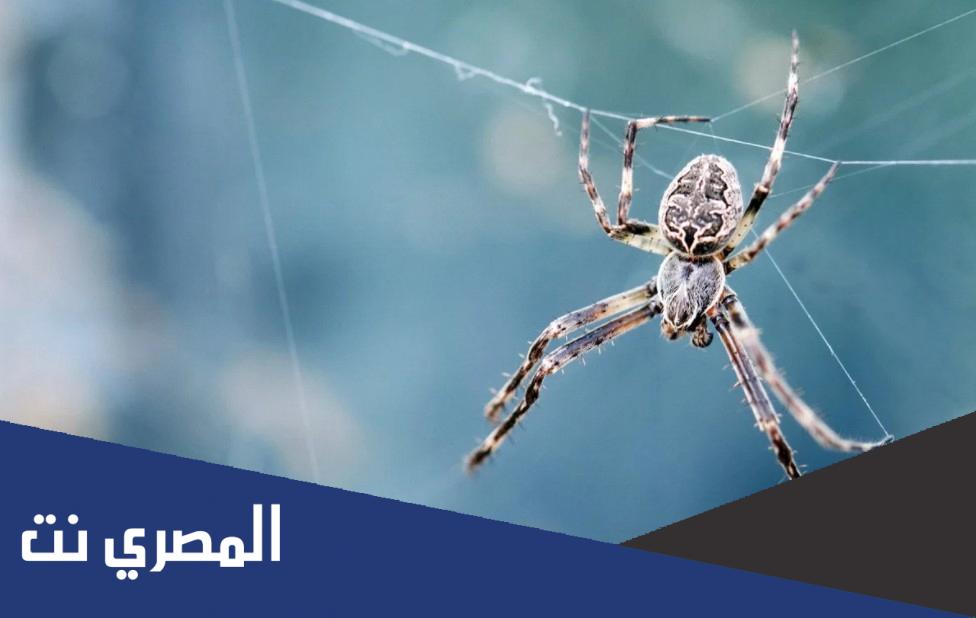 تفسير حلم هدم بيت العنكبوت في المنام