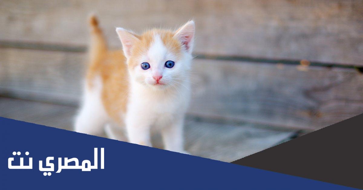 تفسير رؤية القطط في المنام والخوف منها لابن سيرين