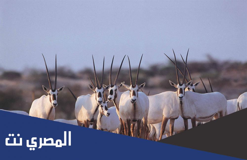 تقرير عن محمية المها العربي