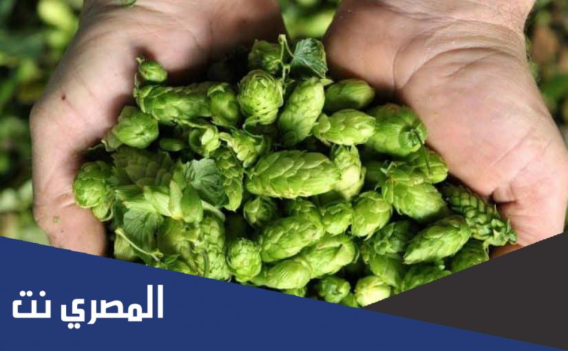 ما هي حشيشة الدينار وسبب تحريمها