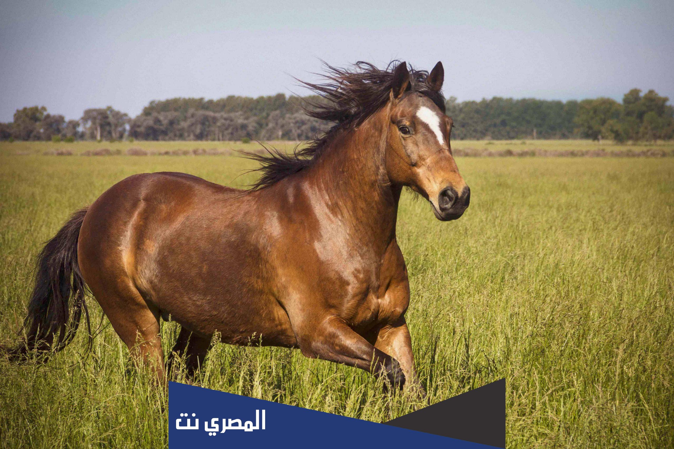 حصان وحشي من 6 حروف