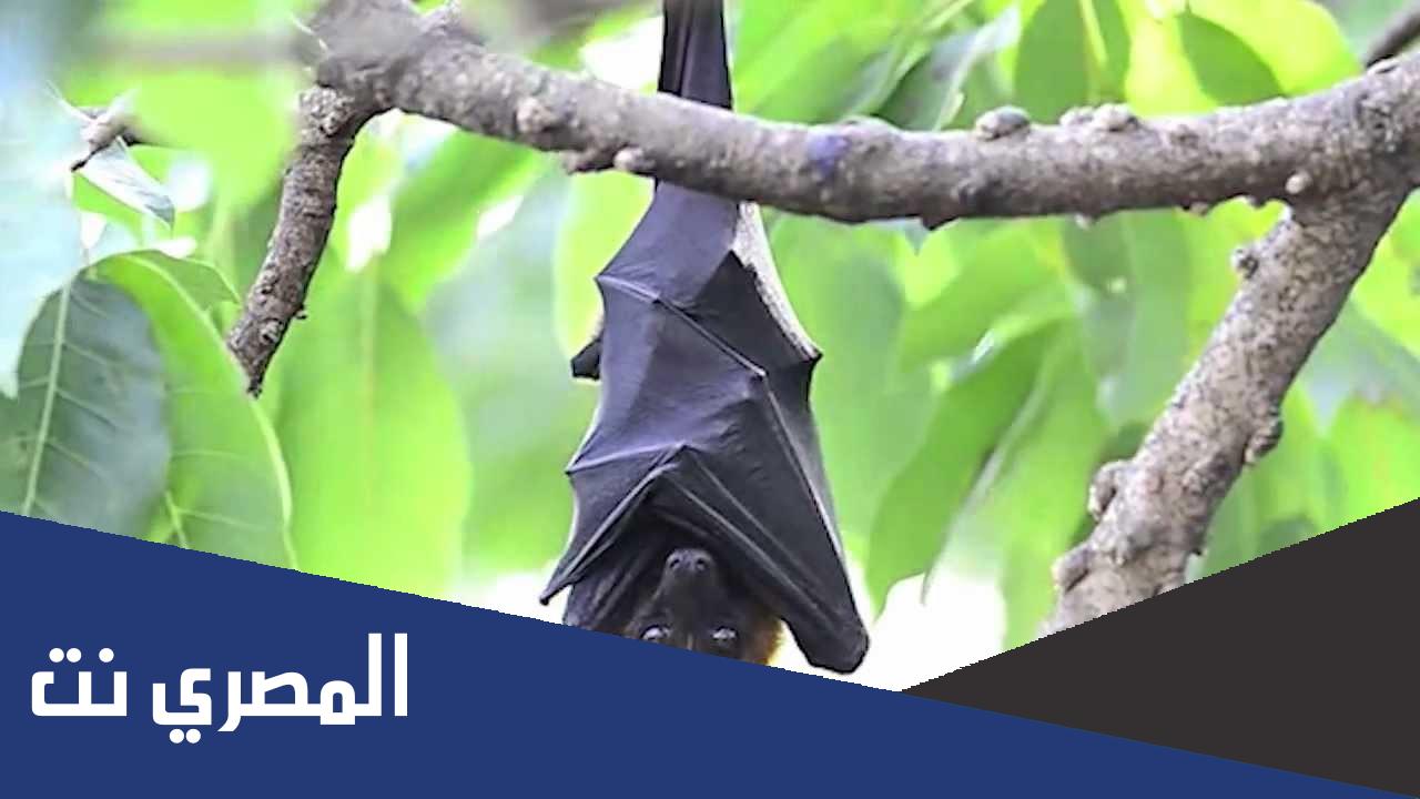صور ومعلومات عن انواع الخفافيش