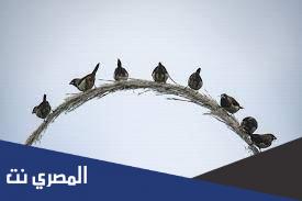 طائر اسمه يشبه نوتة موسيقية من هو
