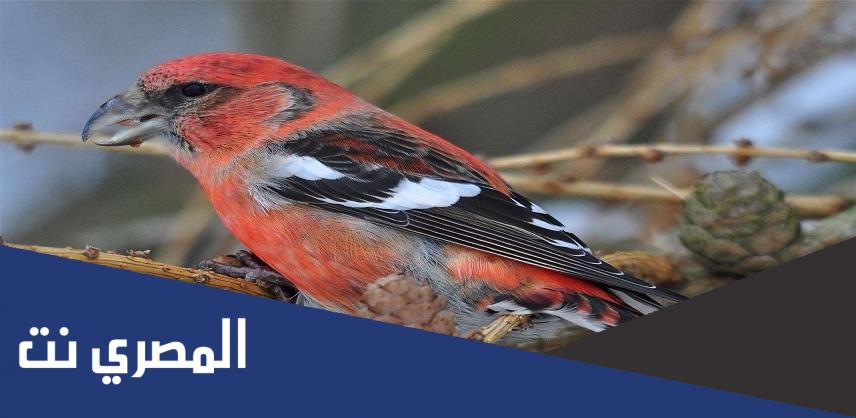معلومات عن طائر الهزار للاطفال