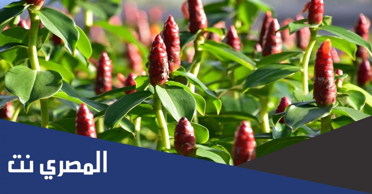 طريقة استخدام القسط الهندي لكورونا فوائده وأضراره