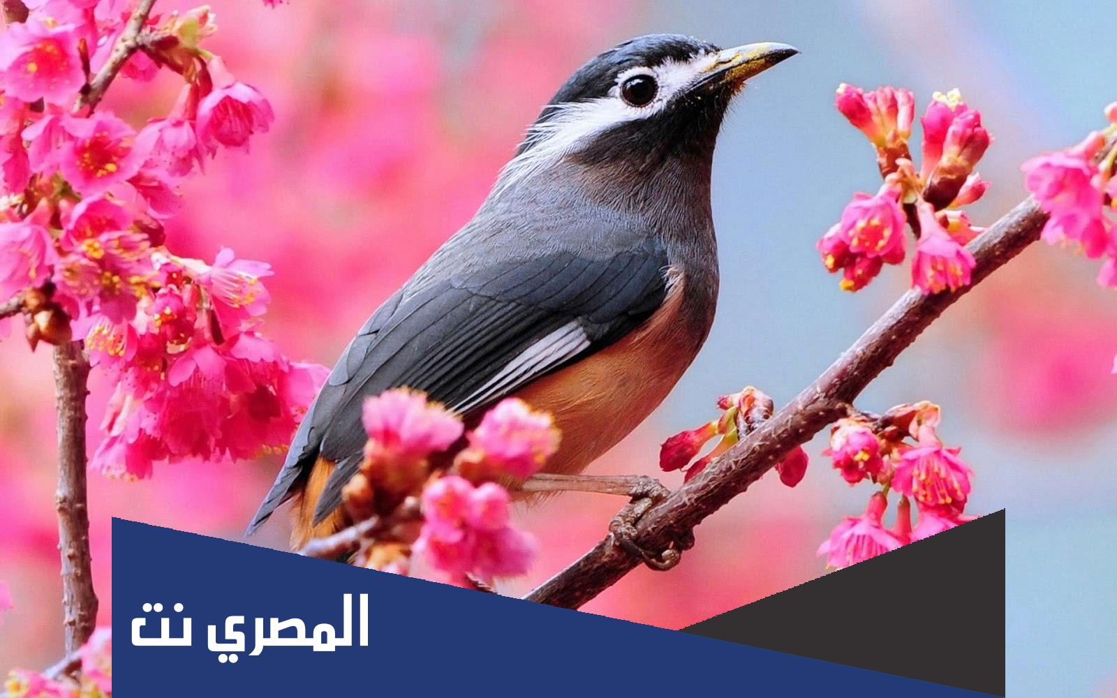 كلام جميل عن الطيور