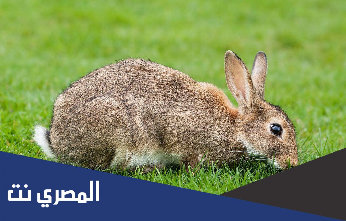 كم عدد أسنان الأرنب