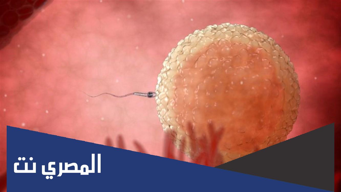 كم عدد البويضات اللازمة للحمل