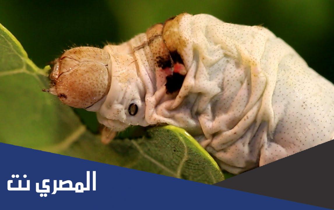 كم مخ لدودة القز ؟